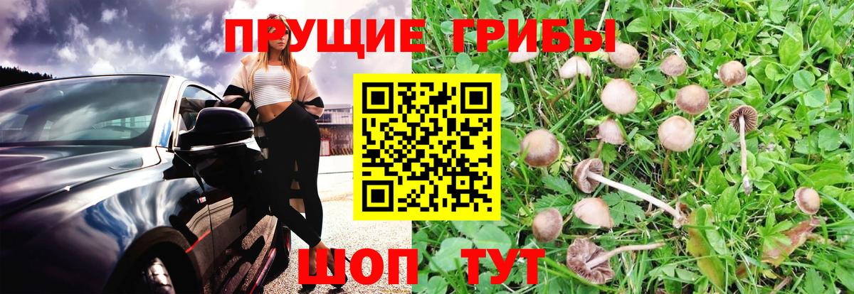 Галлюциногенные грибы GOLDEN TEACHER Туймазы